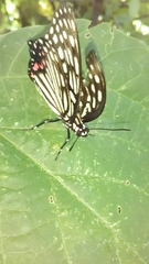 Hestina assimilis