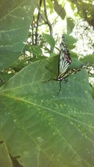 Hestina assimilis