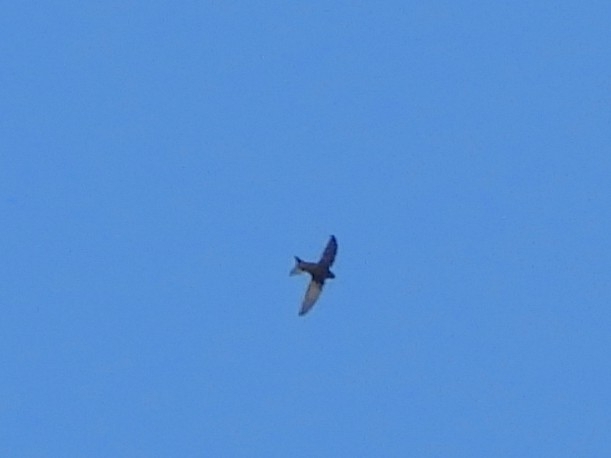 Apus apus (Linnaeus, 1758)