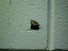 Amyna apicipuncta