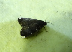 Amyna apicipuncta
