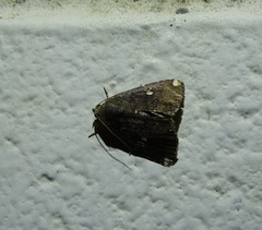 Amyna apicipuncta