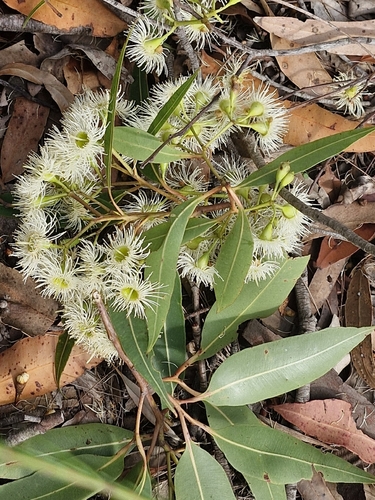 Red Bloodwood (Corymbia gummifera)