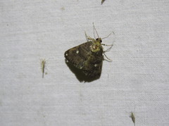Amyna apicipuncta