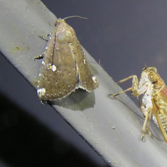 Amyna apicipuncta