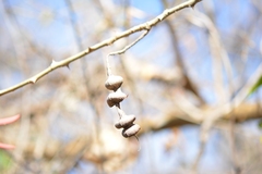 Erythrina chiapasana