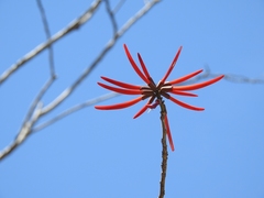 Erythrina chiapasana