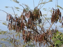Leucaena diversifolia