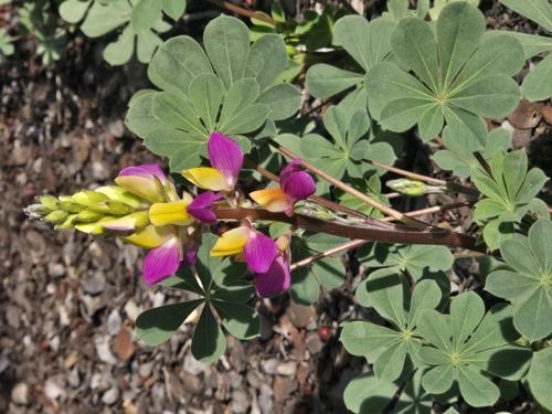 Harlequin Lupine (Lupinus stiversii)