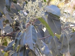 Nectandra