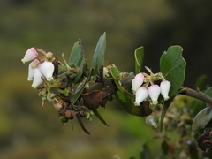 Arctostaphylos osoensis