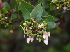 Arctostaphylos osoensis