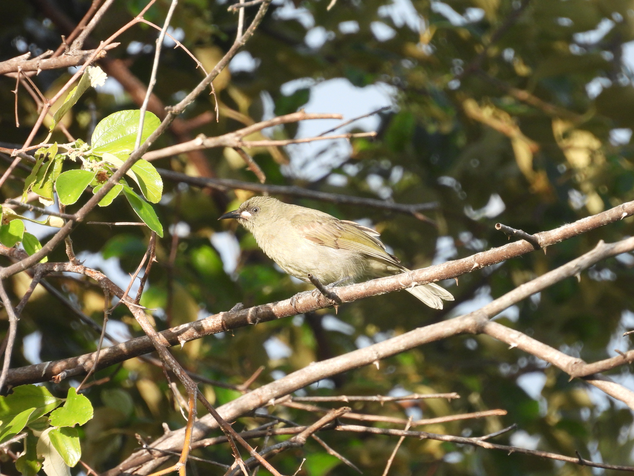White-gaped Honeyeater (Stomiopera unicolor), photo 4