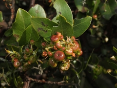 Arctostaphylos osoensis