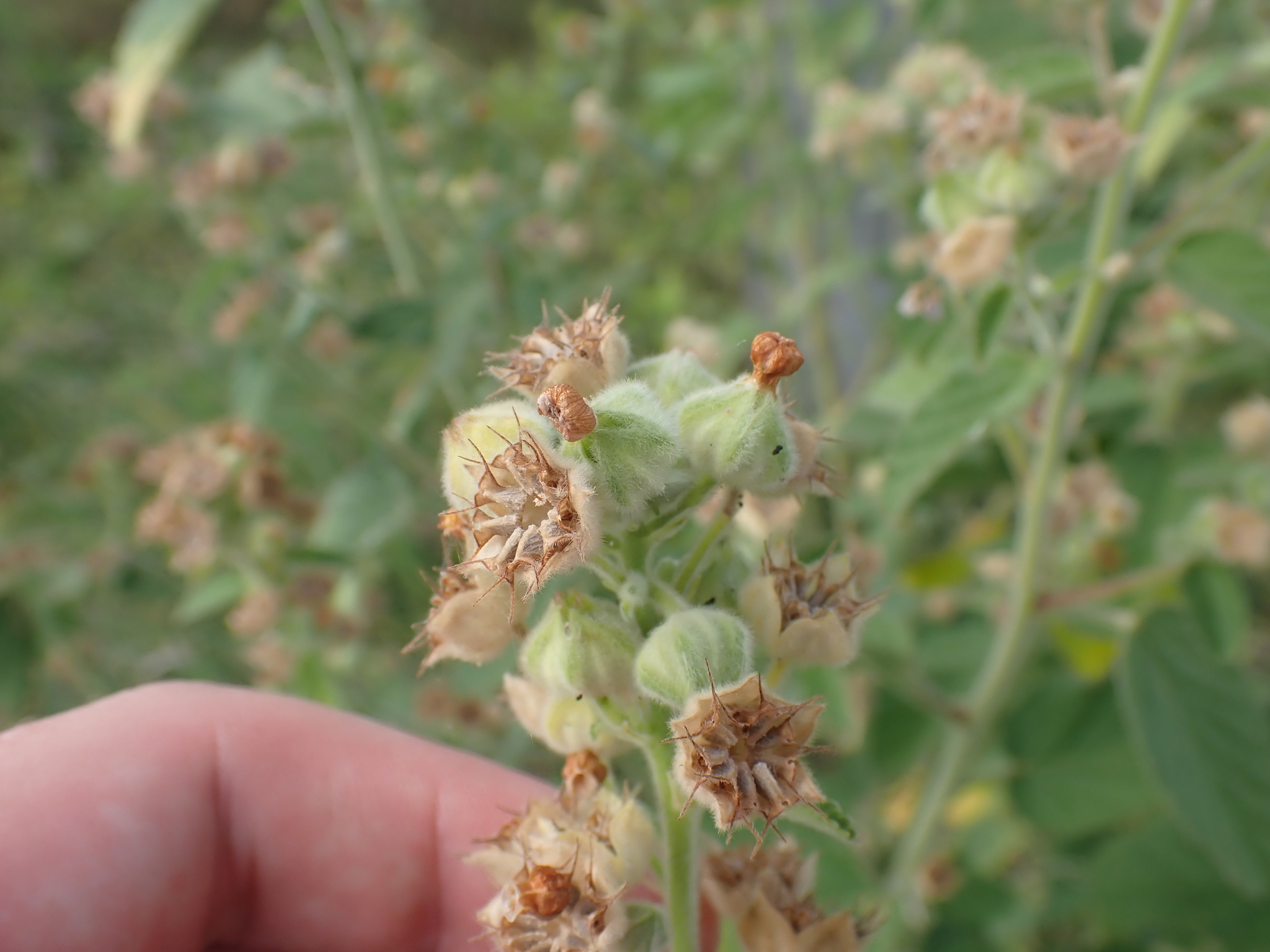 ‘ilima (Sida cordifolia)