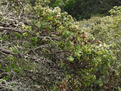 Arctostaphylos osoensis
