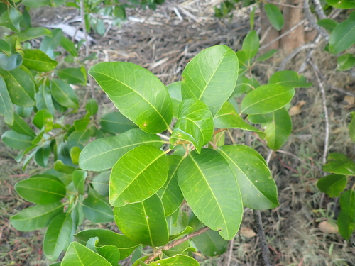 milky mangrove (Excoecaria agallocha)
