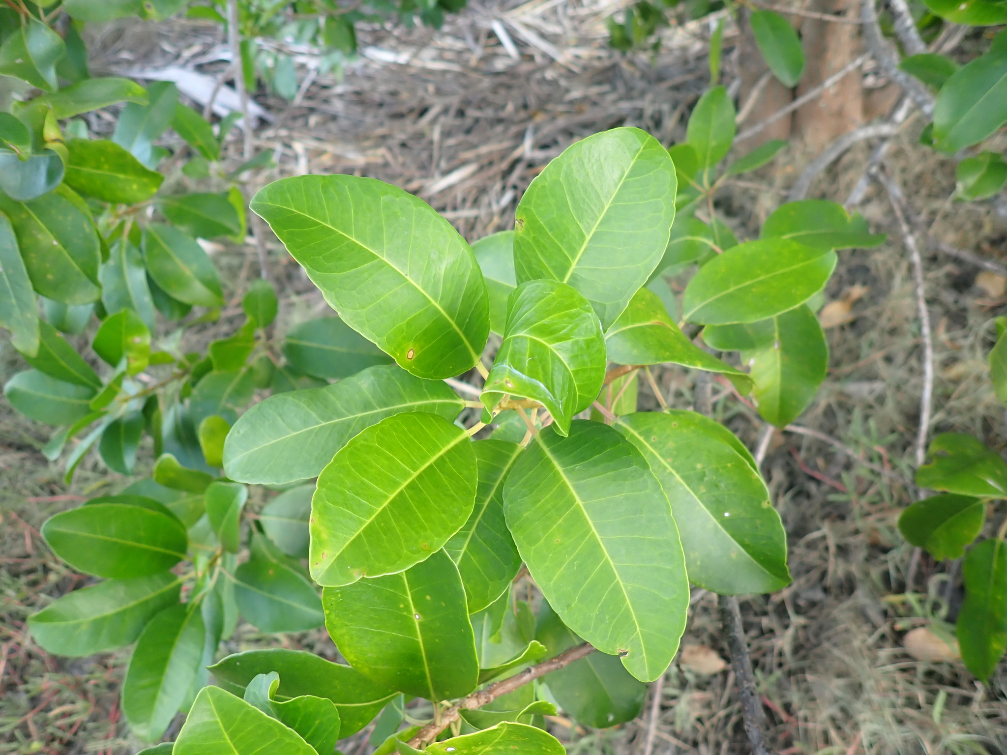Milky Mangrove (Excoecaria agallocha)