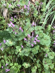 Lamium amplexicaule