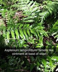 Asplenium lamprophyllum