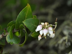 Arctostaphylos osoensis