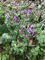 Lamium amplexicaule