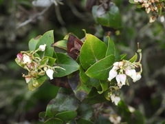Arctostaphylos osoensis
