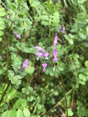 Lamium amplexicaule