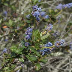 Ceanothus thyrsiflorus obispoensis