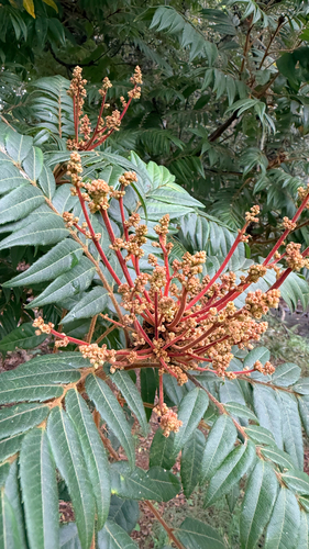 Fern Top (Jagera pseudorhus)