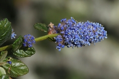 Ceanothus thyrsiflorus obispoensis