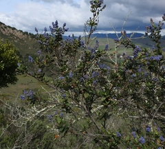 Ceanothus thyrsiflorus obispoensis