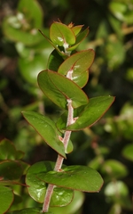 Arctostaphylos osoensis