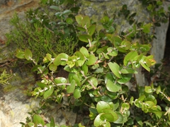 Arctostaphylos osoensis