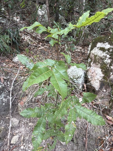 Hairy Alectryon (Alectryon tomentosus)