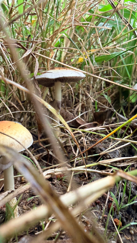 Psilocybe cubensis · April 2026 · photo: © trisairatops (iNaturalist, cc-by)