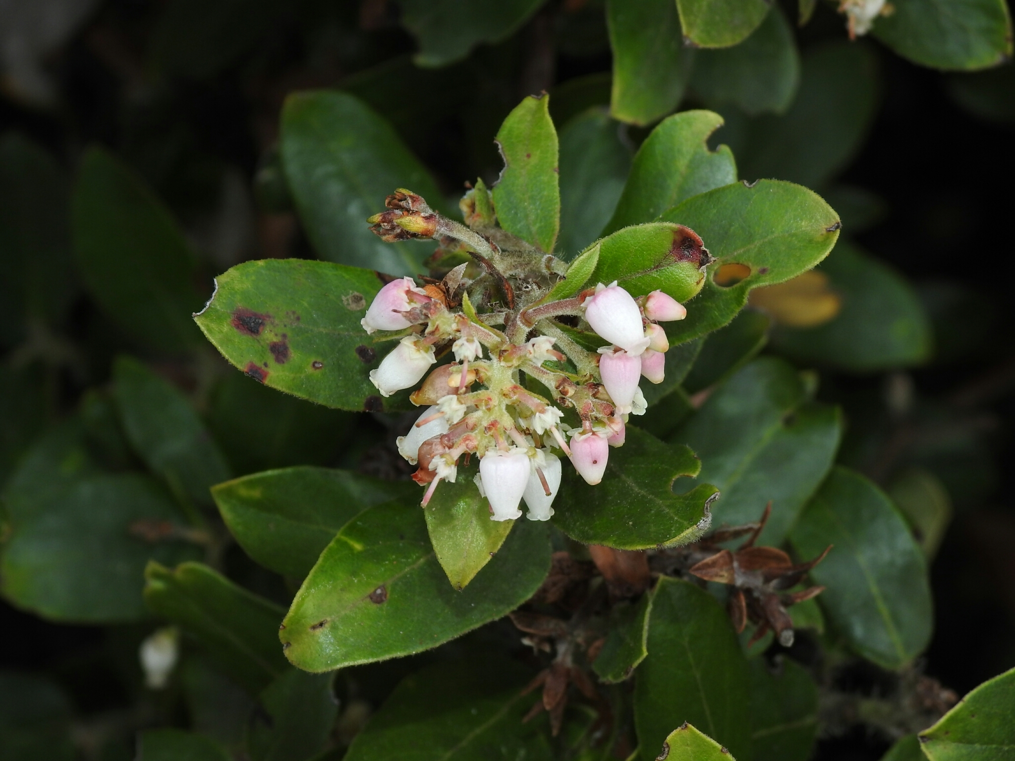 Arctostaphylos tomentosa ssp. daciticola