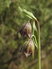 Fritillaria biflora biflora