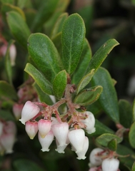 Arctostaphylos pumila