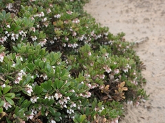 Arctostaphylos pumila