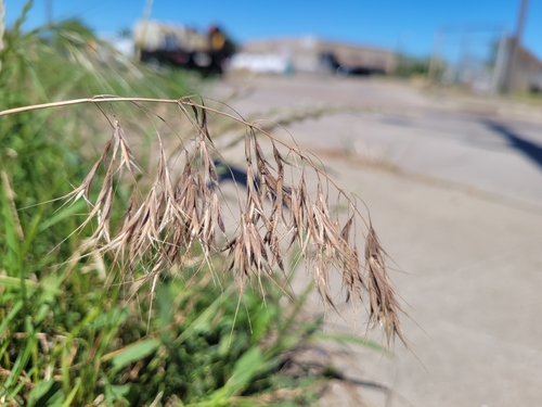 Drooping Brome (Bromus tectorum)