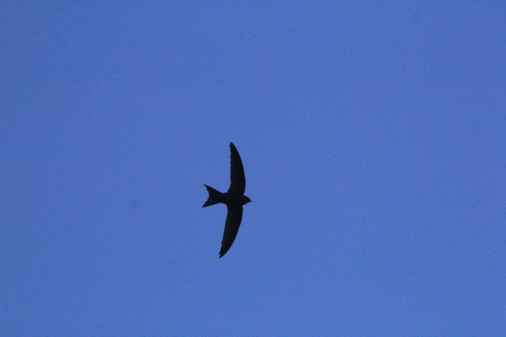 Apus apus (Linnaeus, 1758)