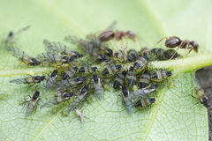 Callipterinella tuberculata