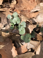 Cardamine douglassii