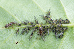 Callipterinella tuberculata