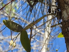 Guarianthe aurantiaca