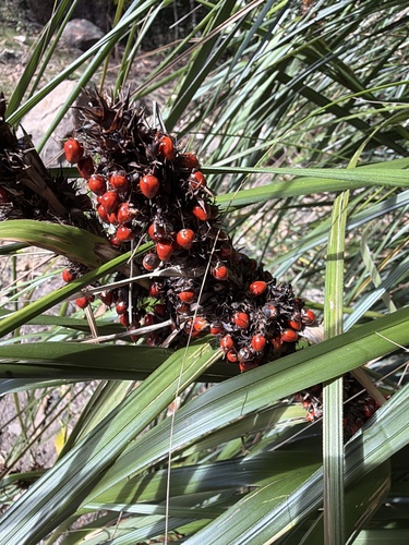 Red-berried Saw-sedge (Gahnia aspera)
