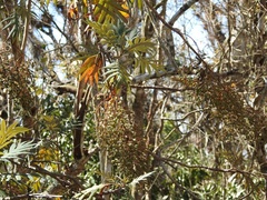 Bocconia arborea