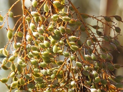 Bocconia arborea
