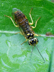 Pamphilius varius